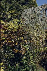 Nicolas Faure - The Order of Things