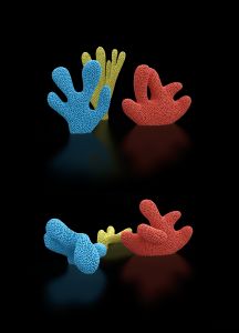 Claudia Comte - After Nature - Cacti, Corals and Leaves