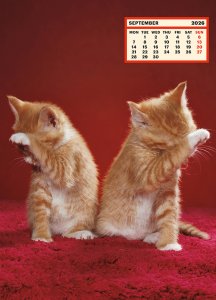 ToiletWalter PaperChandoha