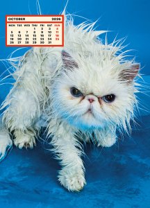 ToiletWalter PaperChandoha