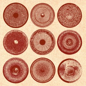  Ensemble Nist-Nah - Spilla (vinyl LP)