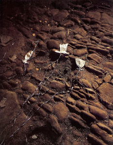 Anselm Kiefer - Nachtschattengewächse