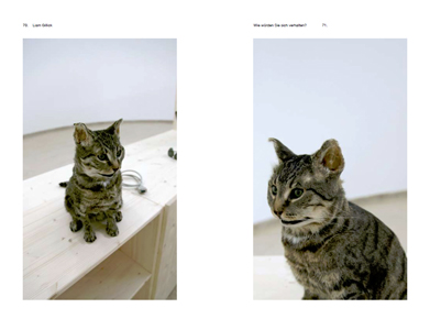 How are you going to behave? A kitchen cat speaks