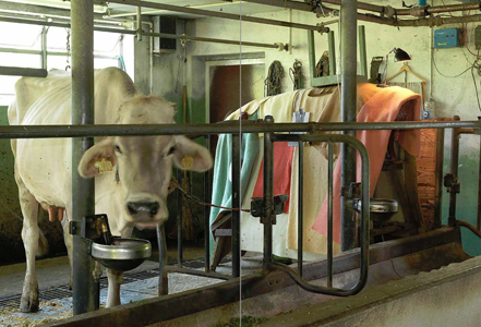 The Garden of Forking Paths