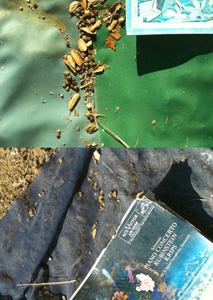 Sam Falls - The Four Seasons Forever