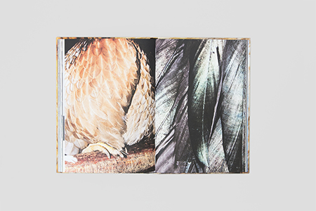 Space Shuttle in the Garden