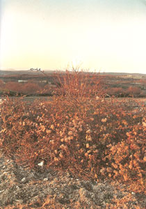 Piss down my back and tell me it's raining