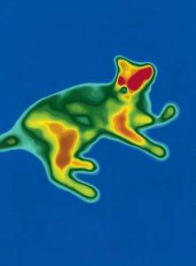 Sebastian Black - Local Warming