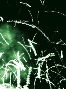 Michele Sibiloni - Nsenene