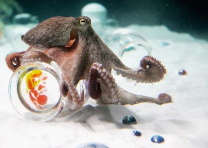 The 165-metre Mermaid and Other Stories