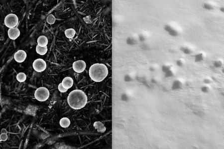 Rhizome Cupules Eclosion