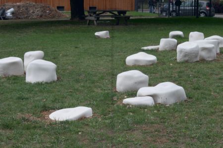 Rhizome Cupules Eclosion