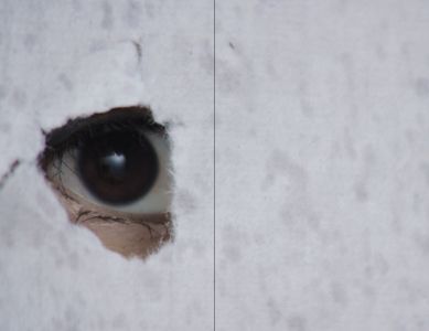 Lady in the Portrait (book + Blu-Ray + DVD)