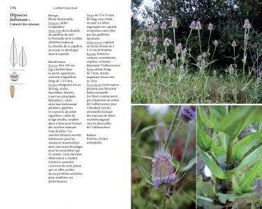 Flore des friches urbaines