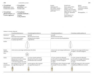Flore des friches urbaines