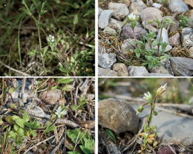 Flore des friches urbaines