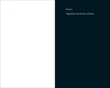 Flore des friches urbaines