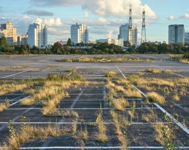 Flore des friches urbaines