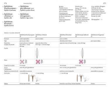 Flore des friches urbaines