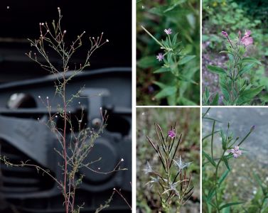 Flore des friches urbaines