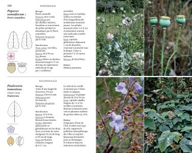 Flore des friches urbaines