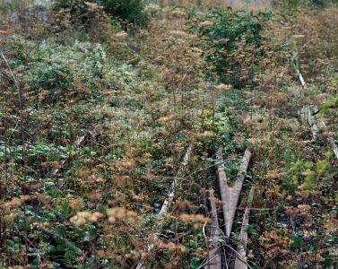 Flore des friches urbaines