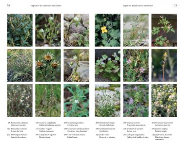 Flore des friches urbaines