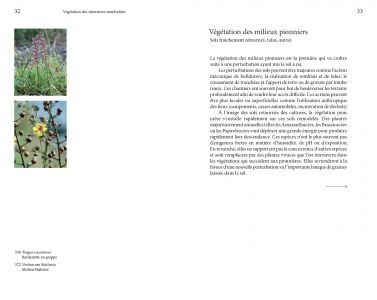 Flore des friches urbaines