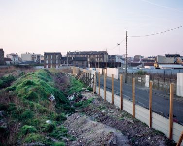 Flore des friches urbaines