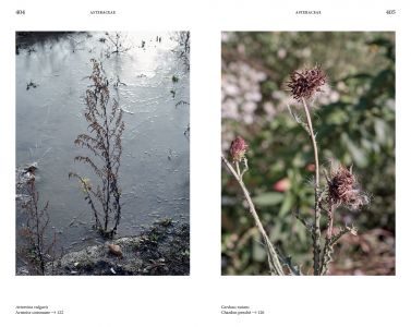 Flore des friches urbaines