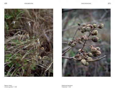 Flore des friches urbaines