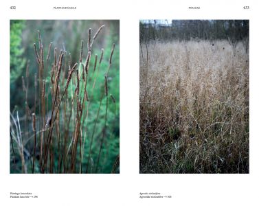 Flore des friches urbaines