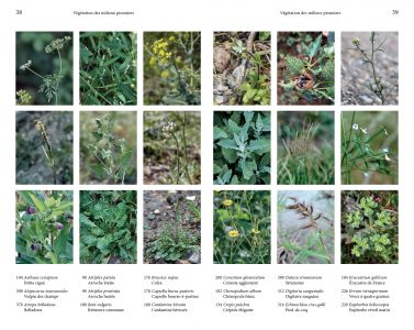 Flore des friches urbaines