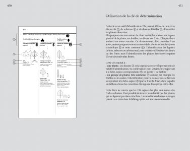 Flore des friches urbaines