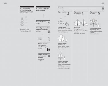 Flore des friches urbaines