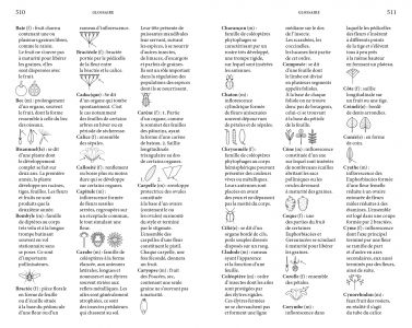 Flore des friches urbaines