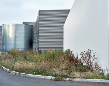 Flore des friches urbaines