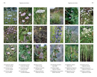 Flore des friches urbaines