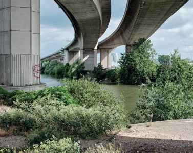 Flore des friches urbaines