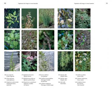 Flore des friches urbaines