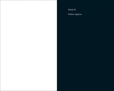 Flore des friches urbaines