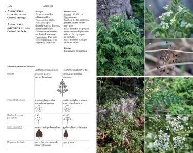 Flore des friches urbaines