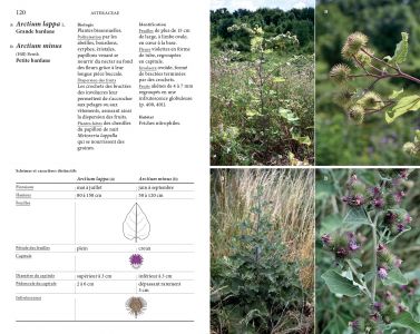 Flore des friches urbaines