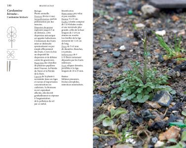 Flore des friches urbaines