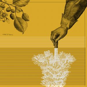  Tape<!----> - Rideau (vinyl LP)