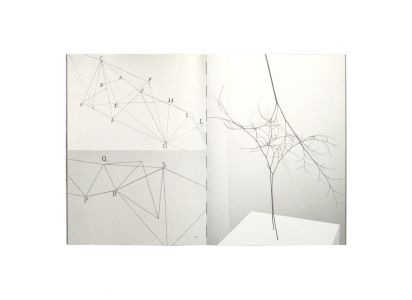 A Leaf Shapes the Eye