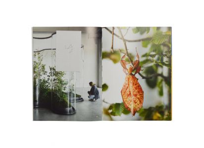 A Leaf Shapes the Eye