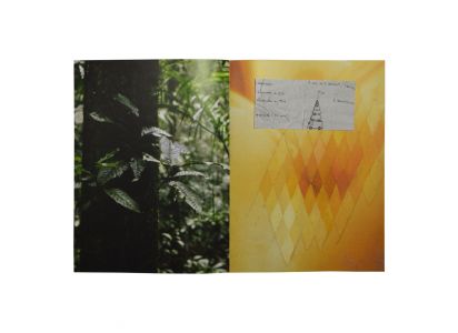 A Leaf Shapes the Eye