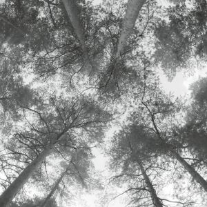 Cassandra Miller - Traveller Song / Thanksong (vinyl LP)