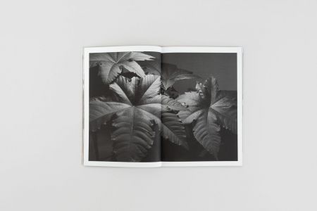 While the Dust Quickly Falls